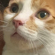 Biggie is registered to the contest to win money with this photo: animal, cat, close_up, curious, cute, domestic_cat, ears, eyes, face, feline, fur, indoor, looking, mammal, nose, orange_cat, pet, portrait, whiskers, white_cat