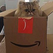 Bambi joined the competition — help win amazing prizes! cat, cardboard_box, indoor, pet, fluffy, curious, wide_eyes, amazon_logo, furniture, door, light_switch, home, brown_box, cute, animal, face, fur, whiskers, sitting, box_flap