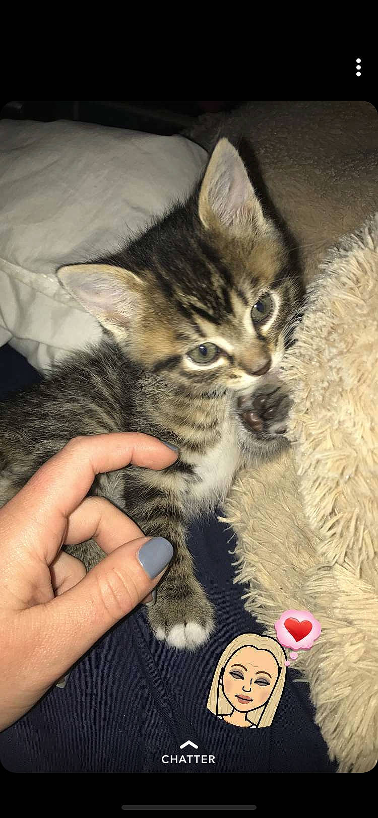 Yuca participe au concours pour gagner de l'argent avec cette photo : american_shorthair, american_wirehair, asian, california_spangled, carnivore, cat, domestic_short_haired_cat, dragon_li, egyptian_mau, european_shorthair, felidae, headwear, kitten, mammal, person, pixie_bob, polydactyl_cat, small_to_medium_sized_cats, tabby_cat, toyger