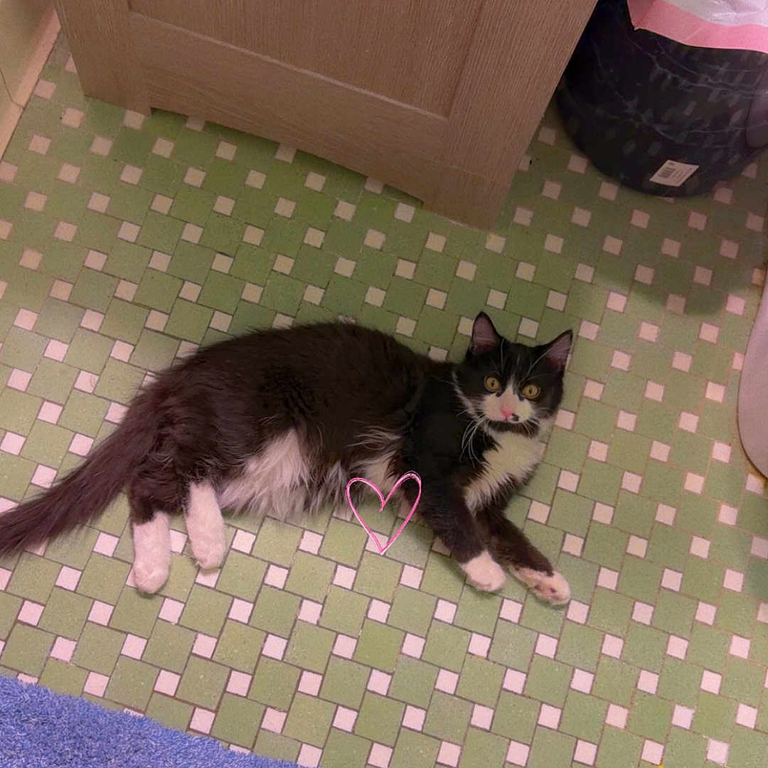 Finny is registered to the contest to win money with this photo: animal, black_and_white, blue_rug, cabinet, can, casual, cat, crutch, curious, floor, foot, green_tiles, home, household, indoor, pet, relaxed, tattoo, tile_floor, trash_bin