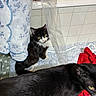 animal, bathroom, black, blue, cat, curious, domestic_animal, feline, floor_mat, fur, indoor, pet, red_cloth, relaxed, shower_curtain, tile_wall, tuxedo_cat, whiskers, white, yellow_eyes