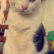 Spiky a rejoint le concours — aidez-le/la à gagner de superbes lots ! cat, black_and_white, indoor, pet, animal, feline, sitting, green_eyes, whiskers, fur, cute, domestic, portrait, table, closeup, curious, face, ears, paws, household