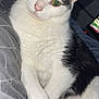 Spiky participe au concours pour gagner de l'argent avec cette photo : cat, black_and_white, pet, indoor, lying_down, fur, whiskers, green_eyes, paw, blanket, bed, relaxed, cute, animal, closeup, domestic_cat, feline, soft, resting, cozy