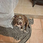 Tornade a rejoint le concours — aidez-le/la à gagner de superbes lots ! dog, pit_bull, brown_and_white, sitting, indoors, blanket, gray_blanket, tiled_floor, home, living_room, pet, puppy, floppy_ears, white_chest, white_paws, looking_at_camera, portrait, cozy, furniture, fireplace