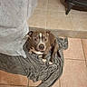 dog, pit_bull, brown_and_white, sitting, indoors, blanket, gray_blanket, tiled_floor, home, living_room, pet, puppy, floppy_ears, white_chest, white_paws, looking_at_camera, portrait, cozy, furniture, fireplace