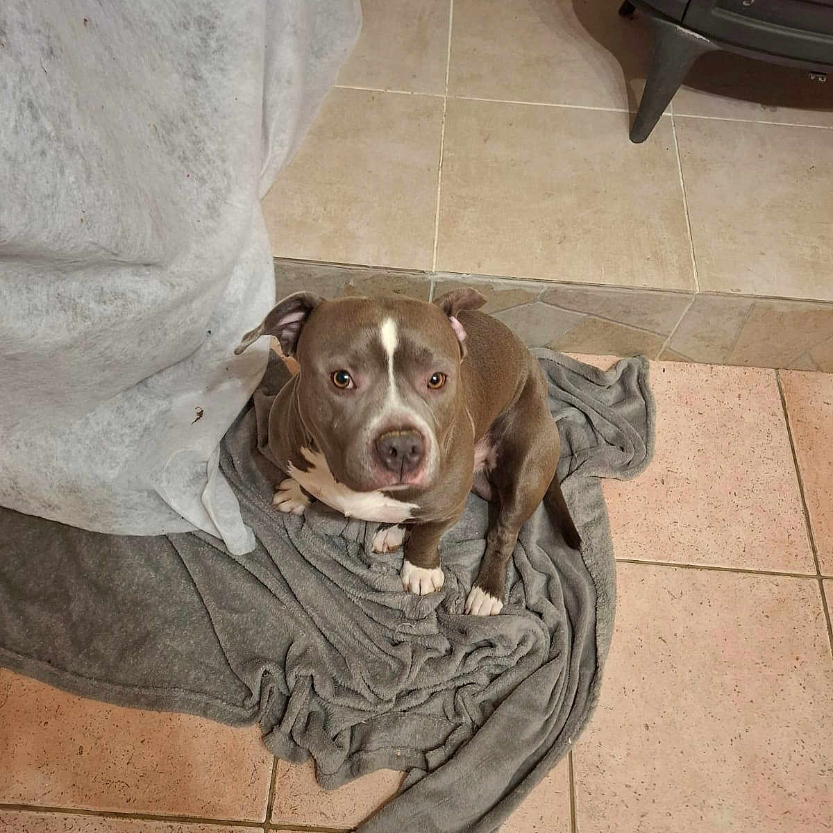 Tornade a rejoint le concours — aidez-le/la à gagner de superbes lots ! dog, pit_bull, brown_and_white, sitting, indoors, blanket, gray_blanket, tiled_floor, home, living_room, pet, puppy, floppy_ears, white_chest, white_paws, looking_at_camera, portrait, cozy, furniture, fireplace