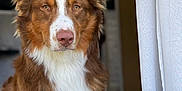 Aïko a rejoint le concours — aidez-le/la à gagner de superbes lots ! animal, brown, canine, closeup, curtain, dog, domestic, ears, expression, face, fur, indoor, looking, muzzle, nose, pet, portrait, waiting, white, window