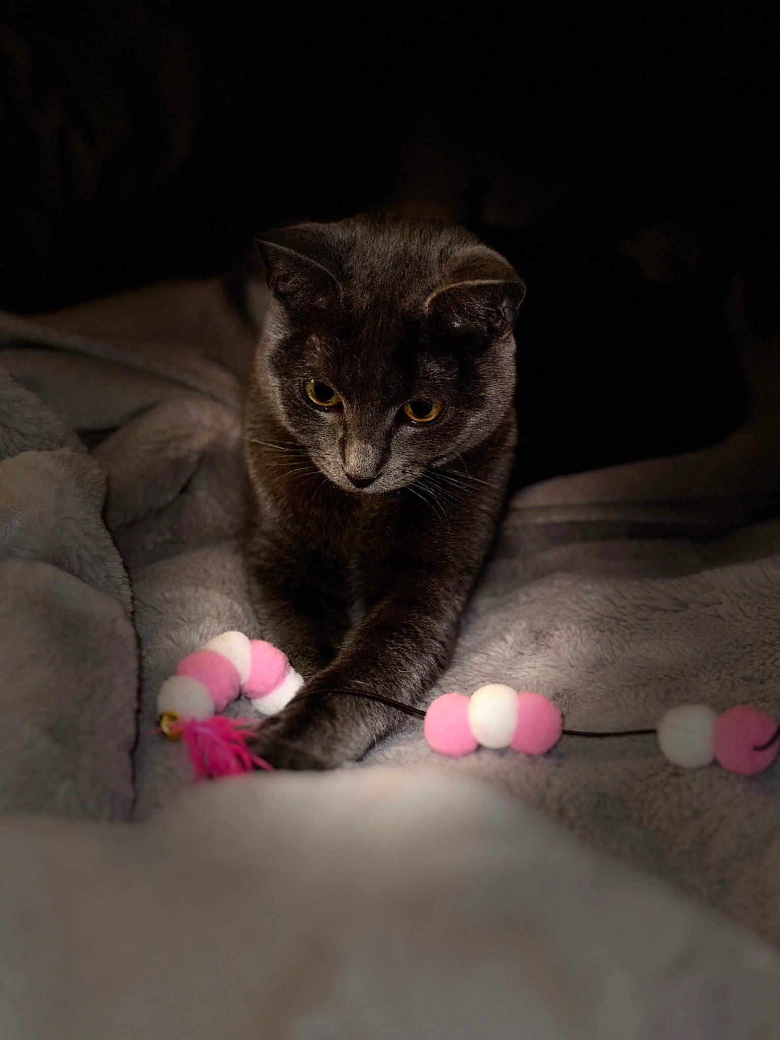 Clochette a rejoint le concours — aidez-le/la à gagner de superbes lots ! carnivore, cat, cat_supply, cat_toy, claw, comfort, domestic_short_haired_cat, eye, felidae, foot, fur, grey, paw, russian_blue, small_to_medium_sized_cats, snout, tail, trampolining_equipment_and_supplies, whiskers, window