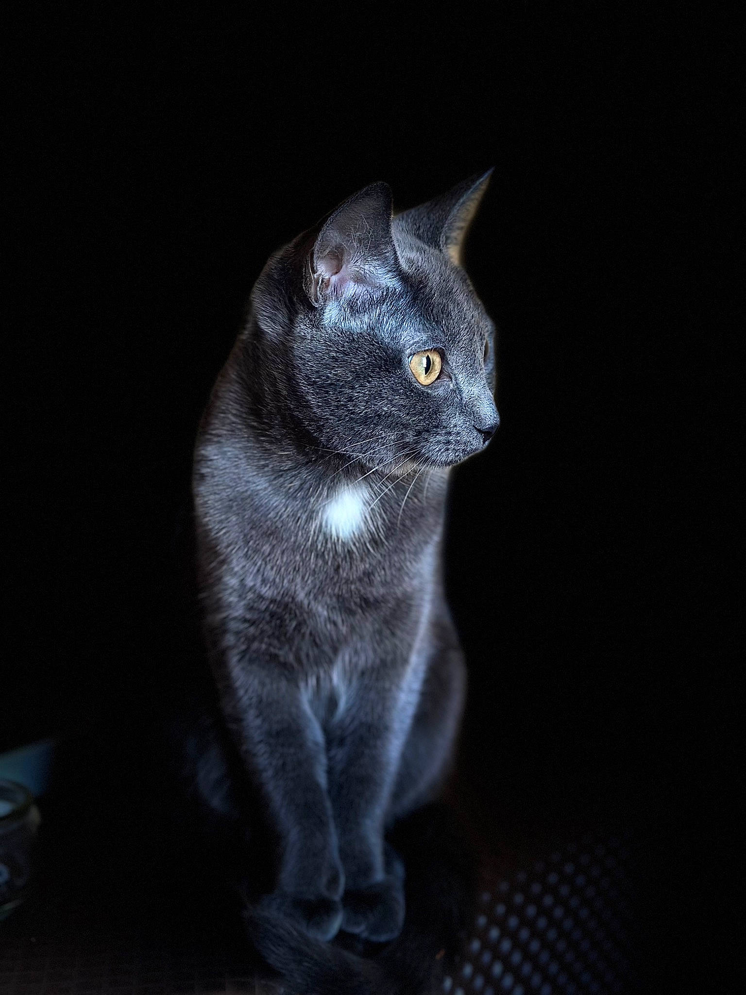 Clochette participe au concours pour gagner de l'argent avec cette photo : carnivore, cat, darkness, domestic_short_haired_cat, felidae, fur, grey, russian_blue, small_to_medium_sized_cats, snout, tail, terrestrial_animal, whiskers, window