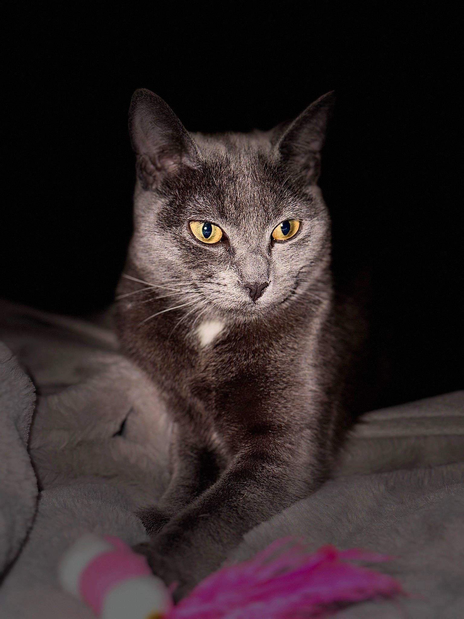 Clochette participe au concours pour gagner de l'argent avec cette photo : carnivore, cat, cat_toy, domestic_short_haired_cat, eye, felidae, fur, grey, iris, monochrome_photography, paw, russian_blue, small_to_medium_sized_cats, snout, terrestrial_animal, whiskers, window