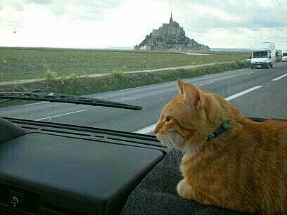 Karamel participe au concours pour gagner de l'argent avec cette photo : asphalt, automotive_exterior, automotive_mirror, car, carnivore, cat, cloud, fawn, felidae, hood, motor_vehicle, rear_view_mirror, road, road_surface, sky, small_to_medium_sized_cats, vehicle, wheel, whiskers, windscreen_wiper