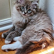 Lucy joined the competition — help win amazing prizes! cat, kitten, fluffy, fur, blue_eyes, indoor, wooden_floor, corner, sunlight, curious, pet, animal, whiskers, relaxed, young_cat, household, cute, mammal, small, domestic