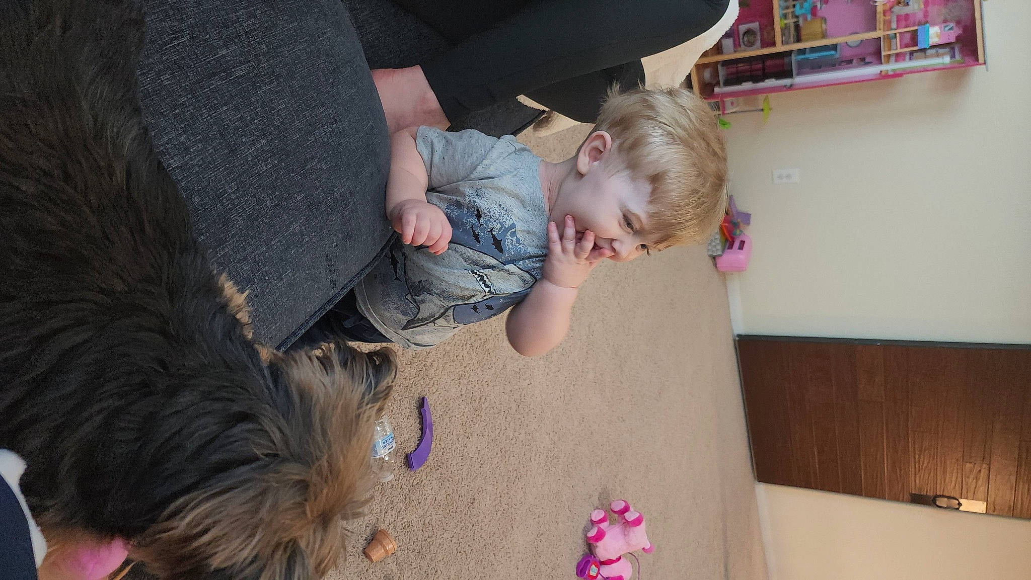 Kolton joined the competition — help win amazing prizes! baby, child, comfort, companion_dog, dog, dog_breed, floor, flooring, fun, fur, happy, leash, leisure, person, play, sitting, sporting_group, tail, terrier, toddler