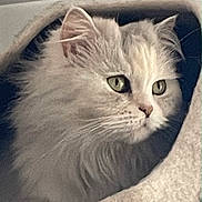 Pushka joined the competition — help win amazing prizes! animal, cat, cat_cave, close_up, cozy, curious, cute, domestic_cat, feline, fluffy, fur, gray_cat, green_eyes, indoor, looking_away, pet, portrait, soft_light, whiskers, white_cat