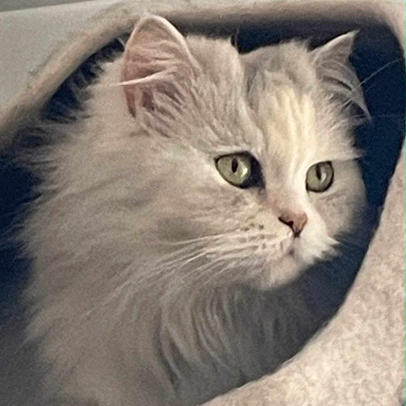 Pushka