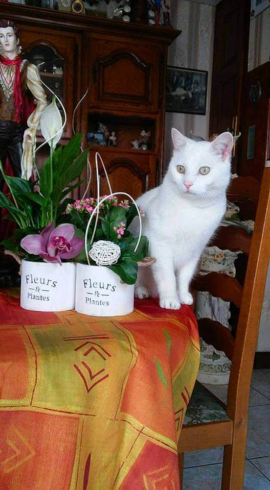 Gribouille participe au concours pour gagner de l'argent avec cette photo : artificial_flower, carnivore, cat, chair, cut_flowers, felidae, floral_design, floristry, flower, flower_arranging, pattern, petal, plant, room, rose, shelf, small_to_medium_sized_cats, tail, whiskers, wood
