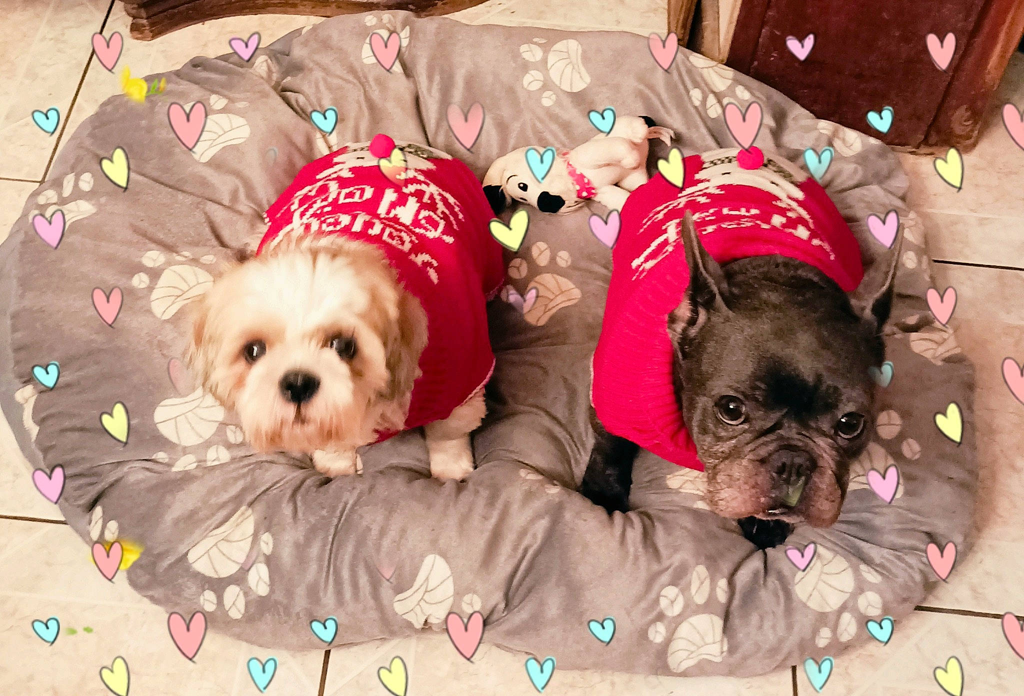 Gribouille a rejoint le concours — aidez-le/la à gagner de superbes lots ! canidae, carnivore, comfort, companion_dog, dog, dog_breed, dog_clothes, dog_supply, fawn, fur, liver, pattern, pet_supply, pink, snout, sporting_group, sunglasses, toy_dog, working_animal, wrinkle