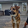 Lucy is registered to the contest to win money with this photo: dog, pet, outdoor, deck, wood, house, window, door, collar, sky, clouds, fence, grill, chair, person_leg, casual, brown, white, ears, animal