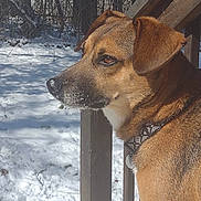 Lucy is registered to the contest to win money with this photo: dog, snow, outdoor, collar, pet, animal, winter, fence, wood, daylight, nature, canine, portrait, mammal, looking_away, closeup, ears, brown_fur, quiet, background
