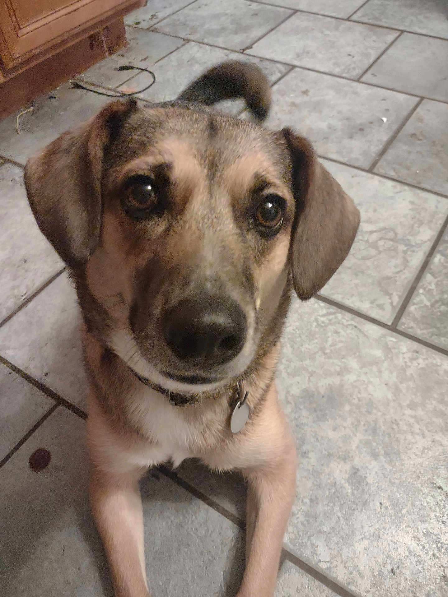 Lucy joined the competition — help win amazing prizes! dog, pet, indoor, floor, tile, close_up, brown, collar, animal, canine, ears, fur, eyes, nose, paw, looking, cute, domestic, companion, portrait