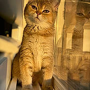 Mika joined the competition — help win amazing prizes! cat, feline, pet, window, reflection, sunlight, indoor, fur, whiskers, ears, face, paws, animal, cute, looking, domestic, cozy, golden_hour, portrait, sitting