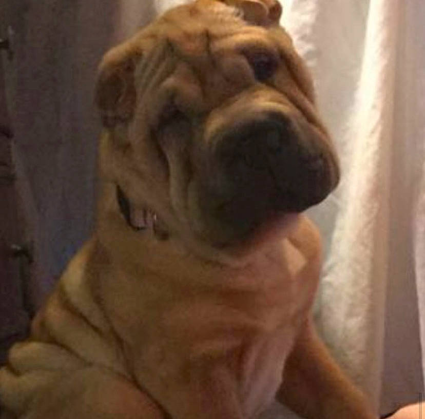 Lucy joined the competition — help win amazing prizes! ancient_dog_breeds, canidae, carnivore, companion_dog, dog, dog_breed, fawn, korean_mastiff, mammal, molosser, non_sporting_group, old_english_bulldog, ori_pei, shar_pei, skin, snout, vertebrate, wrinkle