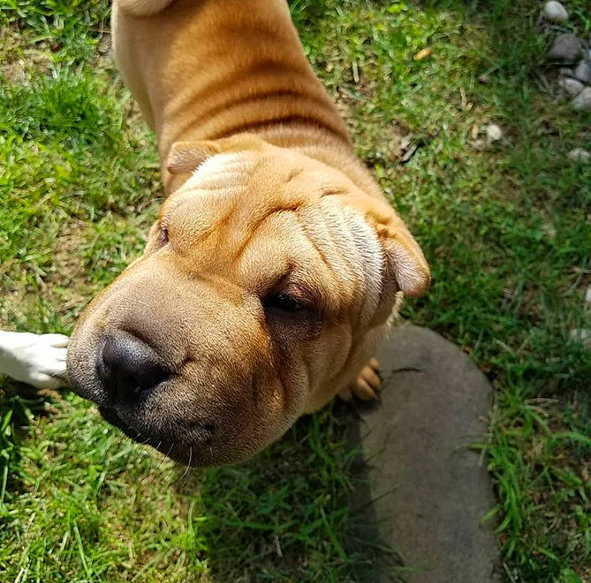 Lucy joined the competition — help win amazing prizes! ancient_dog_breeds, canidae, carnivore, companion_dog, dog, dog_breed, fawn, fila_brasileiro, grass, mammal, molosser, non_sporting_group, ori_pei, perro_de_presa_mallorquin, puppy, shar_pei, skin, snout, vertebrate, wrinkle