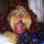 Nubuck participe au concours pour gagner de l'argent avec cette photo : dog, pet, animal, shaggy, long_hair, tongue, panting, festive, christmas, tinsel, garland, red, blue, gold, indoor, window, curtain, holiday, portrait, funny