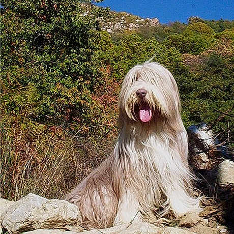 Nubuck participe au concours pour gagner de l'argent avec cette photo : dog, long_hair, shaggy, tongue, sitting, outdoor, mountains, hills, rocks, stream, nature, landscape, blue_sky, greenery, fur, canine, pet, animal, portrait, sunlight