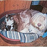 Nubuck participe au concours pour gagner de l'argent avec cette photo : dog, cats, pet_bed, cuddling, fluffy, white_dog, tabby_cat, black_and_white_cat, sleeping, resting, animals, pets, indoor, cozy, striped_bed, furry, companion_animals, home, relaxed, cuddle_pile