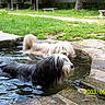 Nubuck participe au concours pour gagner de l'argent avec cette photo : dogs, two_dogs, long_hair, shaggy, wet_fur, wading, pond, water, park, grass, outdoors, nature, stone, paving, bench, reflection, black_dog, white_dog, vintage_photo, timestamp