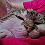 animal, cat, close_up, cozy, cute, domestic_cat, face, fur, indoor, nose, paw, pet, pink_fabric, relaxed, resting, sleepy, soft, tabby, whiskers, white