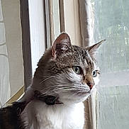Domino a rejoint le concours — aidez-le/la à gagner de superbes lots ! cat, window, curtain, collar, whiskers, indoor, pet, feline, animal, looking, side_view, fur, ears, face, closeup, domestic_cat, natural_light, white, gray, tabby
