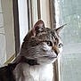 animal, cat, closeup, collar, curtain, domestic_cat, ears, face, feline, fur, gray, indoor, looking, natural_light, pet, side_view, tabby, whiskers, white, window