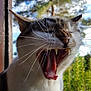 Domino a rejoint le concours — aidez-le/la à gagner de superbes lots ! cat, animal, yawning, close_up, outdoor, nature, tree, sky, sunlight, whiskers, mouth, teeth, fur, pet, mammal, daylight, greenery, tongue, ears, relaxed