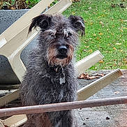 Vega participe au concours pour gagner de l'argent avec cette photo : dog, scruffy_dog, beard, wire_hair, collar, tag, outdoor, garden, lawn, grass, wooden_furniture, broken_furniture, patio, fallen_leaves, portrait, sitting, black_gray_fur, brown_markings, alert, funny_expression