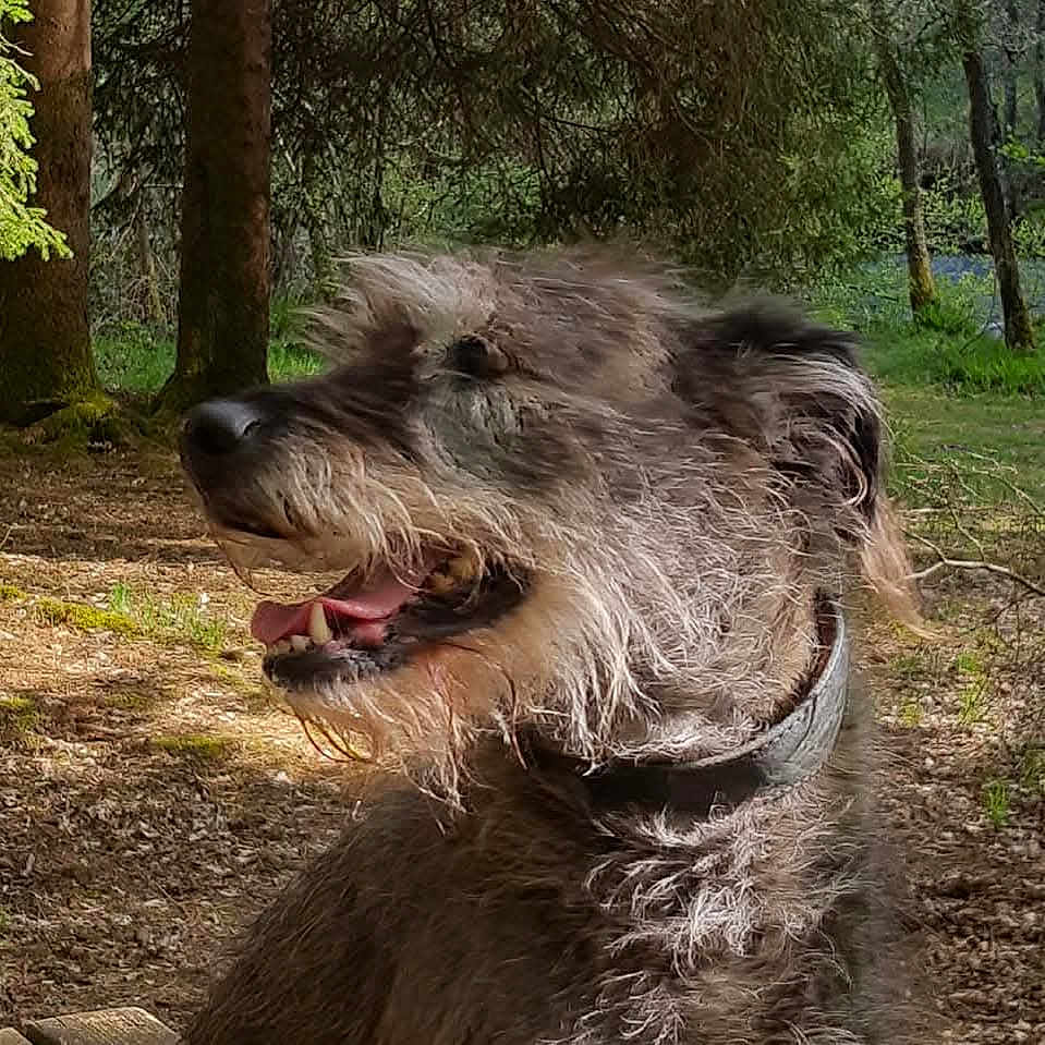 Vega participe au concours pour gagner de l'argent avec cette photo : dog, shaggy_dog, long_hair, beard, tongue_out, panting, happy, smiling, outdoors, forest, woodland, trees, greenery, nature, moss, brown_fur, gray_fur, collar, close_up, pet