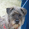 Vega a rejoint le concours — aidez-le/la à gagner de superbes lots ! dog, portrait, scruffy, wirehaired, gray_fur, beard, mustache, brown_eyes, black_nose, leash, collar, harness, outdoor, close_up, looking_at_camera, pet, animal, grass, blue_background, funny_expression