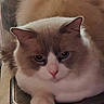 Suprêm a rejoint le concours — aidez-le/la à gagner de superbes lots ! cat, feline, fluffy, cream_colored, white_fur, close_up, portrait, face, eyes, pink_nose, whiskers, ears, paw, pet, animal, indoors, resting, shiny_surface, grumpy_expression, photography