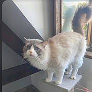 Suprêm a rejoint le concours — aidez-le/la à gagner de superbes lots ! cat, fluffy, long_hair, blue_eyes, white_fur, gray_markings, pink_nose, whiskers, standing, window, indoors, sunlight, window_perch, cat_tree, tail, paws, pet, portrait, home, close_up