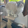 Suprêm a rejoint le concours — aidez-le/la à gagner de superbes lots ! cat, feline, fluffy, long_hair, white_fur, gray_fur, blue_eyes, standing, cat_tree, scratching_post, tail, whiskers, open_window, indoor, sunlight, countryside, greenery, pet_treats, home, portrait