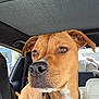 dog, brown_dog, pet, car_interior, collar, closeup, animal, canine, portrait, indoor, seat, window, fur, ears, snout, whiskers, black_nose, reflection, looking_away, domestic_animal
