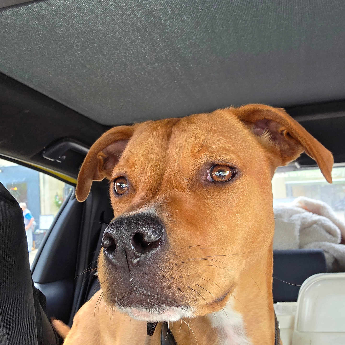 Kaouette a rejoint le concours — aidez-le/la à gagner de superbes lots ! animal, black_nose, brown_dog, canine, car_interior, closeup, collar, dog, domestic_animal, ears, fur, indoor, looking_away, pet, portrait, reflection, seat, snout, whiskers, window