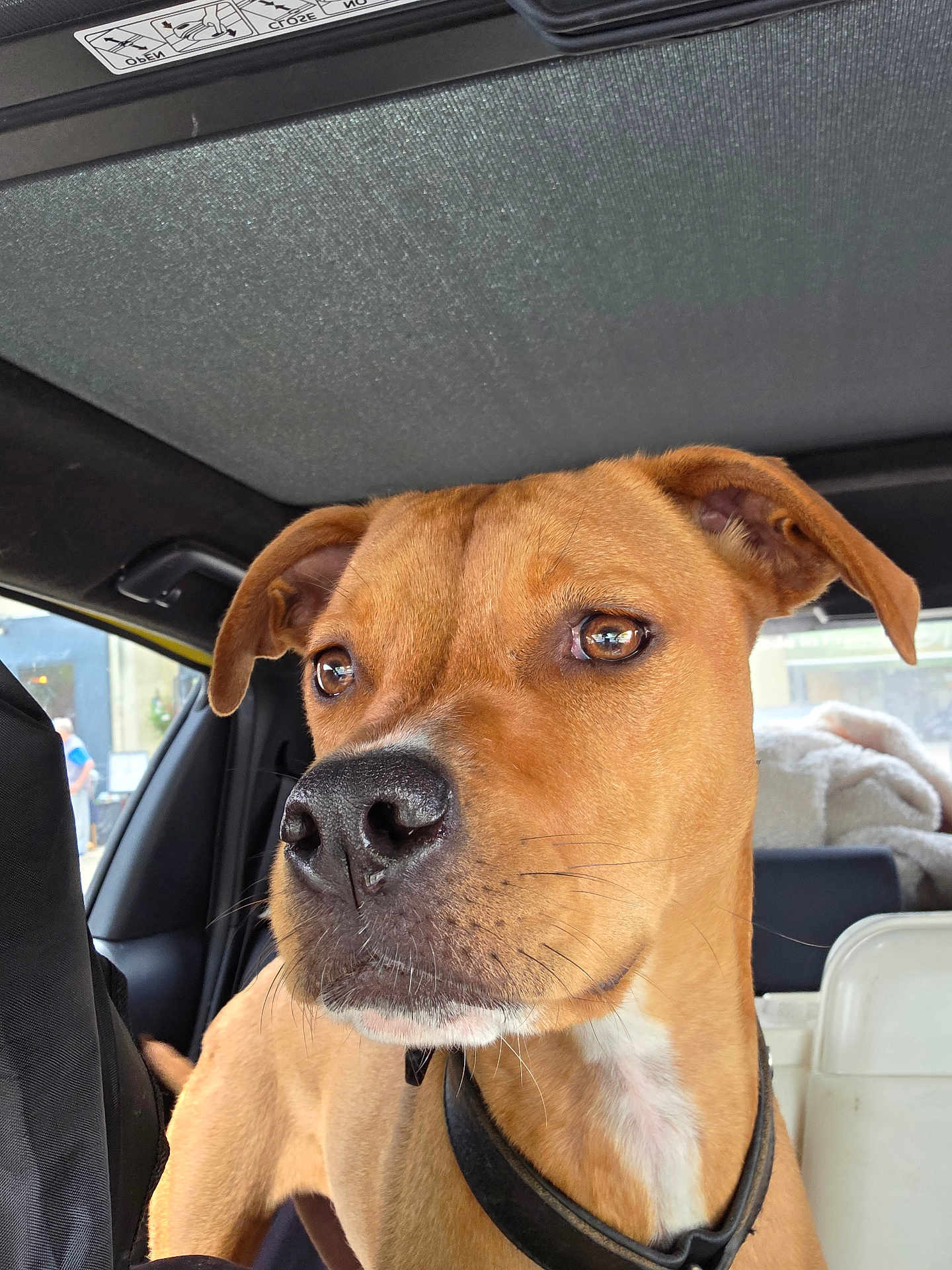 Kaouette a rejoint le concours — aidez-le/la à gagner de superbes lots ! dog, brown_dog, pet, car_interior, collar, closeup, animal, canine, portrait, indoor, seat, window, fur, ears, snout, whiskers, black_nose, reflection, looking_away, domestic_animal