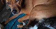 Kaouette participe au concours pour gagner de l'argent avec cette photo : animal, bed, black_and_white_cat, blanket, blue_blanket, brown_dog, cat, companionship, cozy, dog, floppy_ears, indoors, paw, pet, portrait, short_fur, sleeping, snuggling, whiskers, wide_eyes