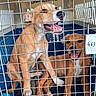 Kaouette a rejoint le concours — aidez-le/la à gagner de superbes lots ! animal, brown_dog, cage, crate, dog, dogs, happy, kennel, lying_down, metal_bars, number_tag, open_mouth, panting, pet, puppies, rescue, sitting, tan_dog, travel, white_chest