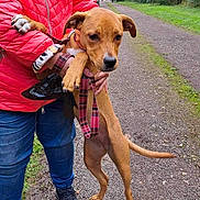 Kaouette participe au concours pour gagner de l'argent avec cette photo : brown_dog, collar, dog, fashion, greenery, held_dog, leash, nature, outdoor, park, path, paws, person, plaid_scarf, portrait, puppy, red_jacket, standing, tail, walking