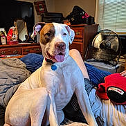 Allie Mae is registered to the contest to win money with this photo: dog, bed, person, legs, fan, furniture, blanket, room, indoor, pet, collar, tag, wooden_drawer, mirror, window_blinds, clothing, plush_toy, relaxed, happy_dog, tongue_out