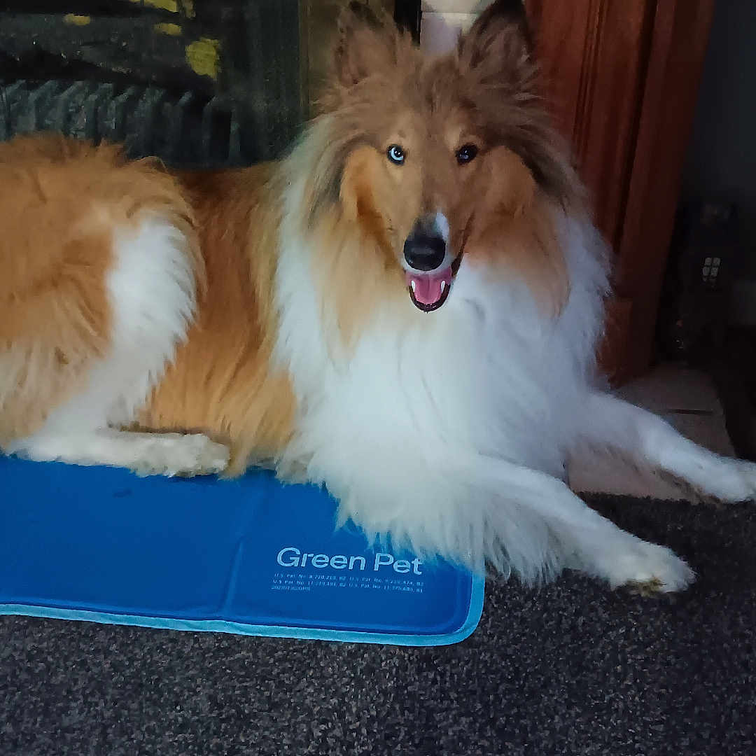 Phineas is registered to the contest to win money with this photo: animal, canine, cockerspaniel, collie, couch, dog, dogbed, eskimodog, fireplace, furniture, hardwood, indoors, papillon, pet, puppy, wood