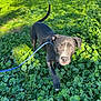 dog, leash, greenery, outdoor, grass, sunlight, park, pet, canine, nature, animal, walking, curious, blue_eyes, paw, shadow, daylight, playful, young_dog, alert